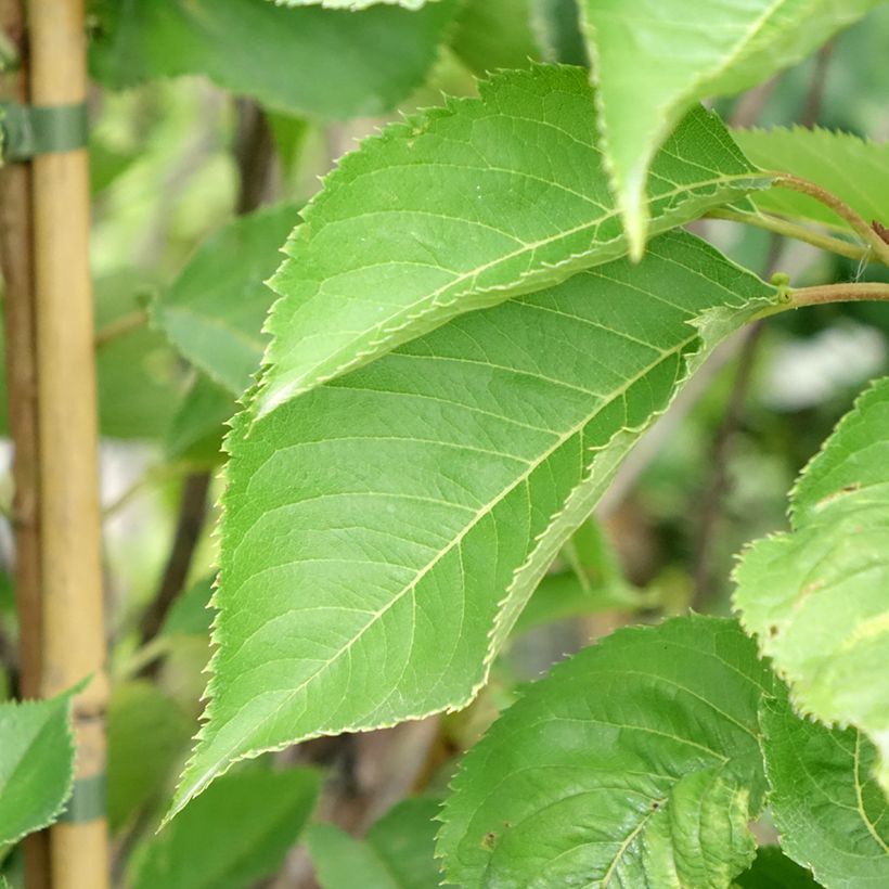 Yoshinonkirsikka - Prunus x yedoensis (Lehvistö)