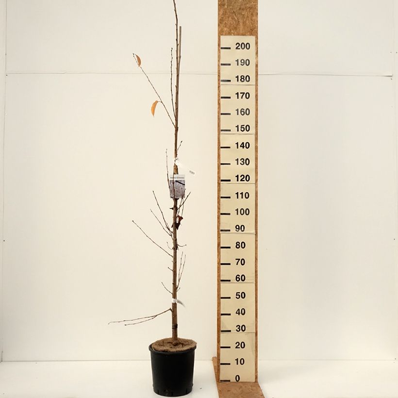 Esimerkki syksyllä toimitetusta Yoshinonkirsikka - Prunus x yedoensis 12 litran/15 litran ruukku-taimesta