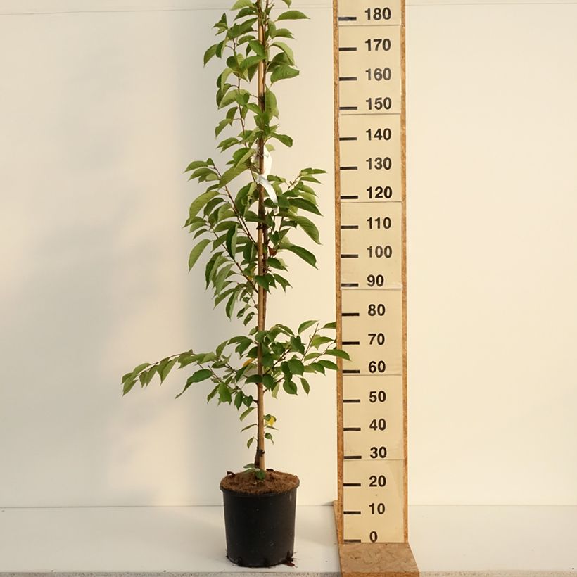 Esimerkki kesällä toimitetusta Yoshinonkirsikka - Prunus x yedoensis Pot de 12L/15L-taimesta
