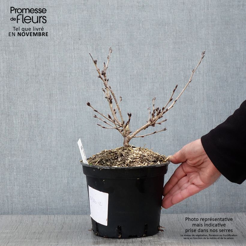 Esimerkki syksyllä toimitetusta Yoshinonkirsikka - Prunus x yedoensis Pot de 3L/4L-taimesta