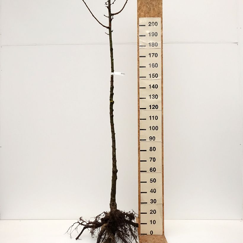 Esimerkki talvella toimitetusta Yoshinonkirsikka - Prunus x yedoensis Grandes Racines nues, Tige-taimesta
