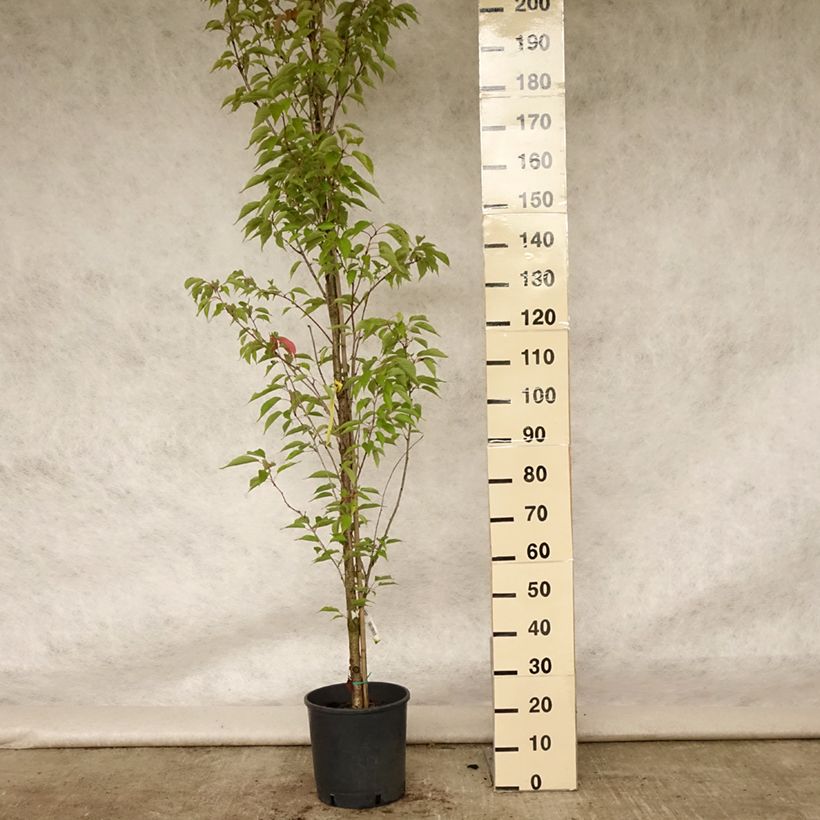 Esimerkki kesällä toimitetusta Japaninkirsikka Sunset Boulevard Pot de 12L/15L-taimesta