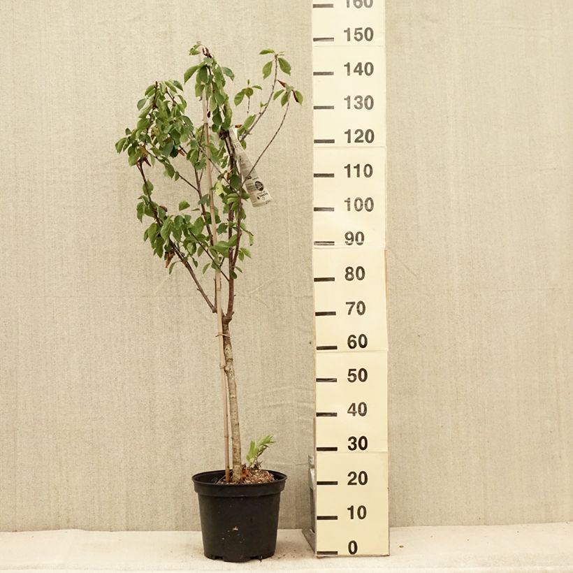Esimerkki kesällä toimitetusta Hapankirsikka Anglaise Hâtive 7,5 litran / 10 litran ruukku, Maljamainen-taimesta