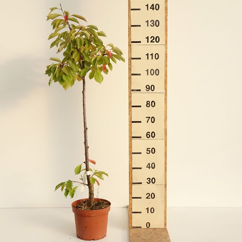 Esimerkki kesällä toimitetusta Hapankirsikka Anglaise Hâtive 7,5 litran / 10 litran ruukku, Piiskataimi-taimesta