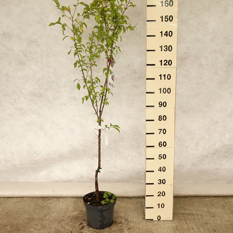 Esimerkki kesällä toimitetusta Imeläkirsikka Burlat 7,5 litran / 10 litran ruukku, Maljamainen-taimesta