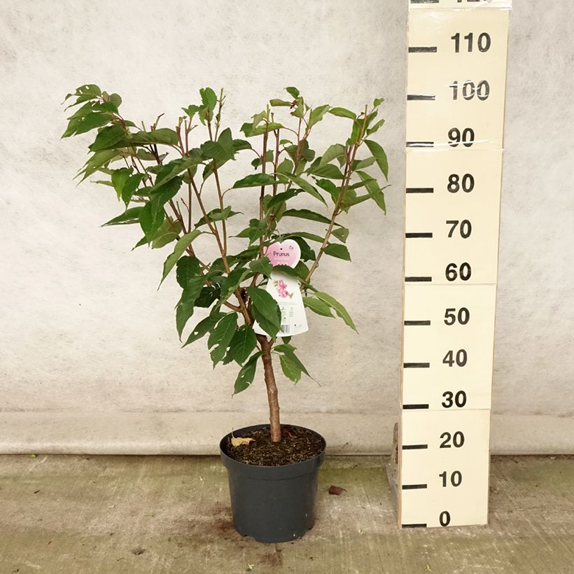 Esimerkki kesällä toimitetusta Japaninkirsikka Kanzan Pot de 7,5L/10L-taimesta