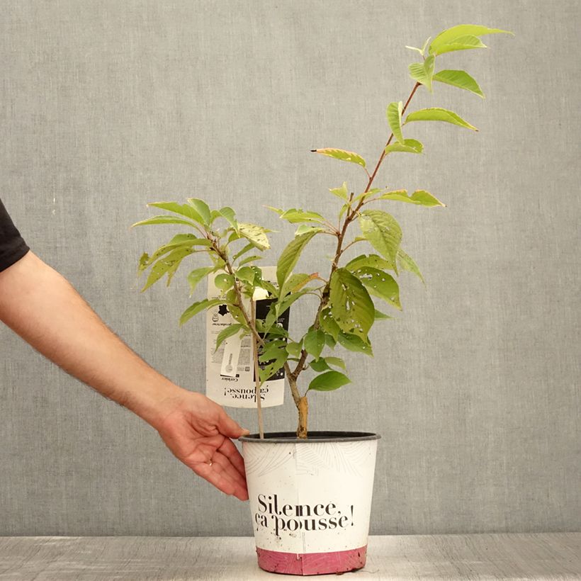 Esimerkki kesällä toimitetusta Japaninkirsikka Kanzan Pot de 4L/5L, Buisson-taimesta