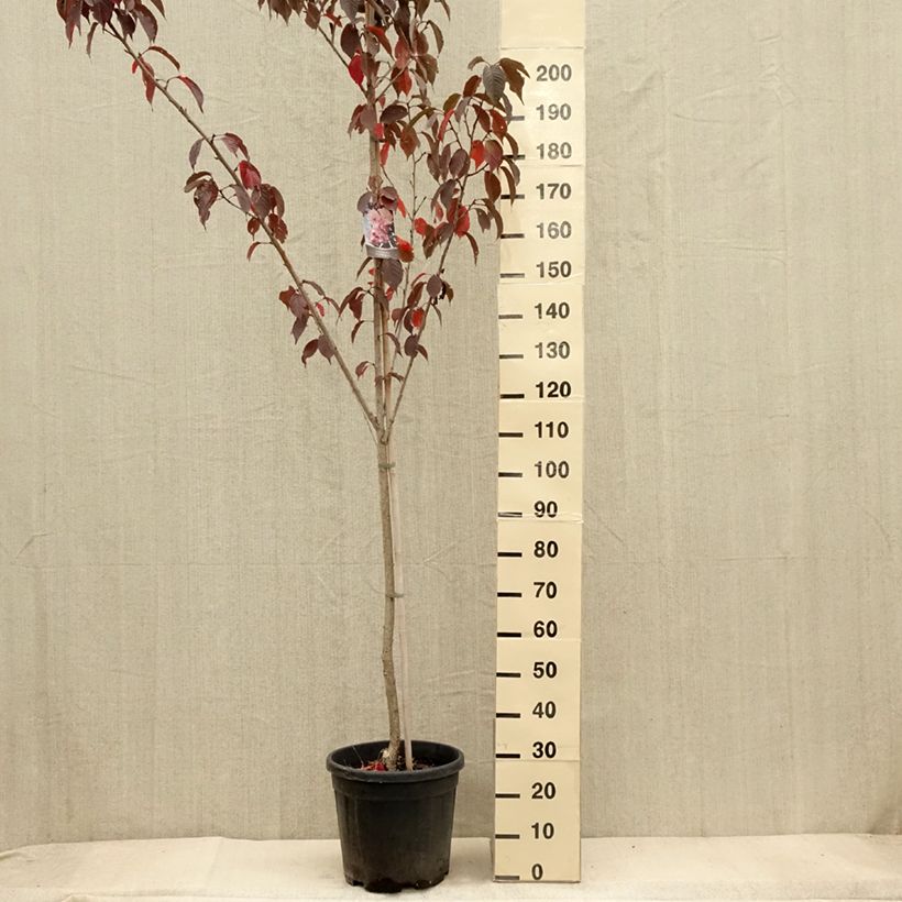 Esimerkki syksyllä toimitetusta Japaninkirsikka Royal Burgundy 12 litran/15 litran ruukku-taimesta