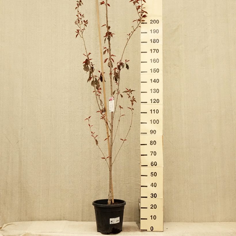 Esimerkki kesällä toimitetusta Japaninkirsikka Royal Burgundy Pot de 12L/15L-taimesta