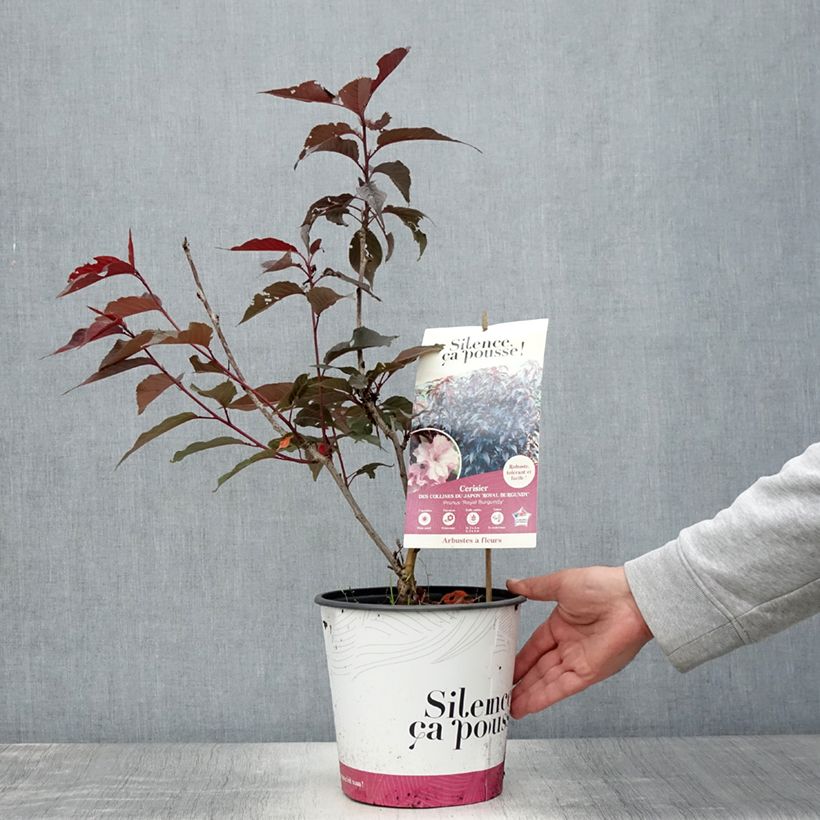 Esimerkki kesällä toimitetusta Japaninkirsikka Royal Burgundy Pot de 4L/5L-taimesta