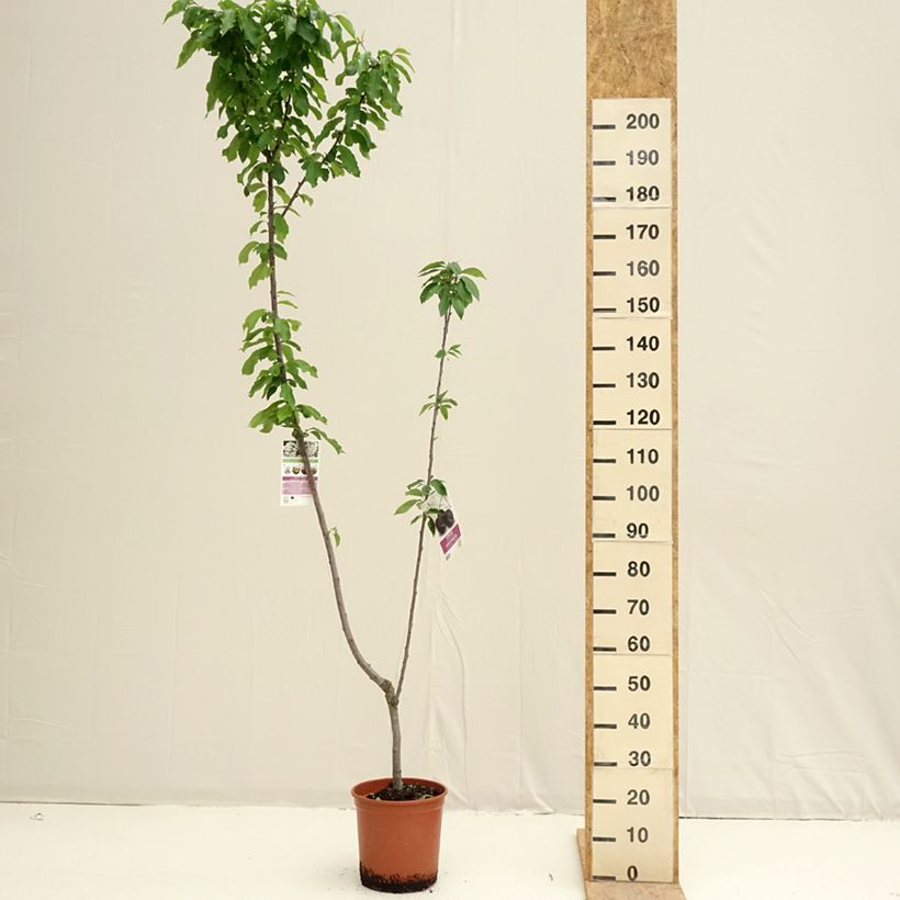 Esimerkki keväällä toimitetusta Hapankirsikka Burlat, Napoléon 7,5 litran / 10 litran ruukku-taimesta