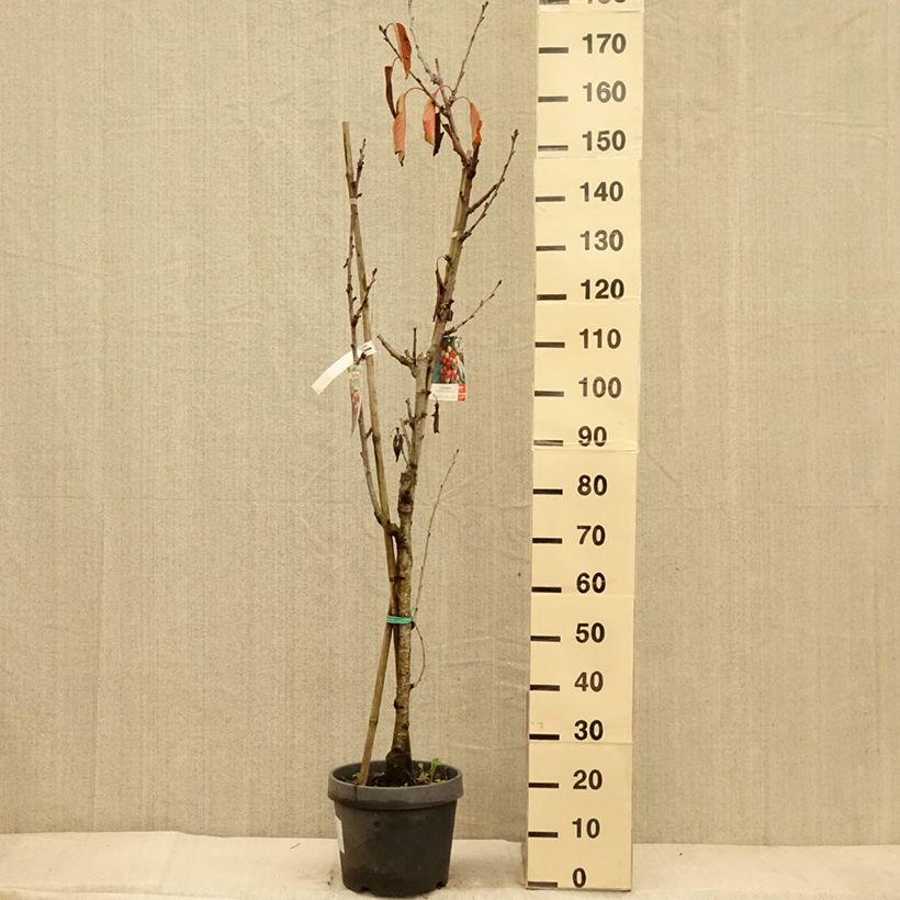 Esimerkki syksyllä toimitetusta Hapankirsikka Hedelfingen - Prunus cerasus 7,5 litran / 10 litran ruukku-taimesta