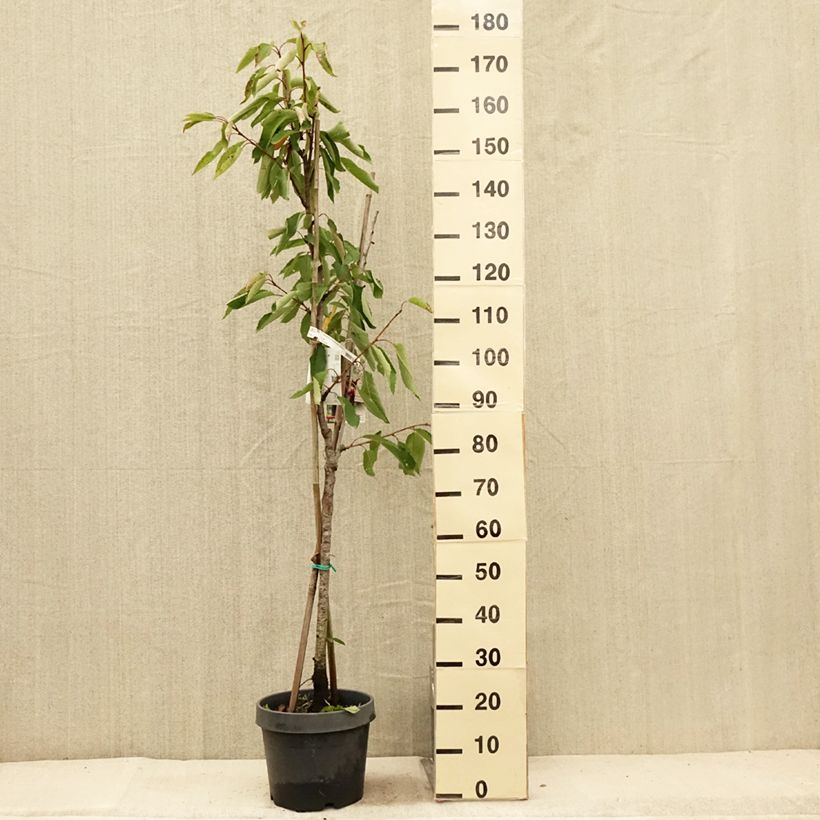 Esimerkki kesällä toimitetusta Hapankirsikka Hedelfingen - Prunus cerasus 7,5 litran / 10 litran ruukku-taimesta