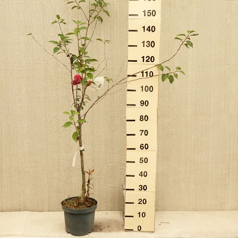 Esimerkki kesällä toimitetusta Cerisier Kelleriis 16 - Prunus cerasus Pot de 7,5L/10L, Gobelet-taimesta