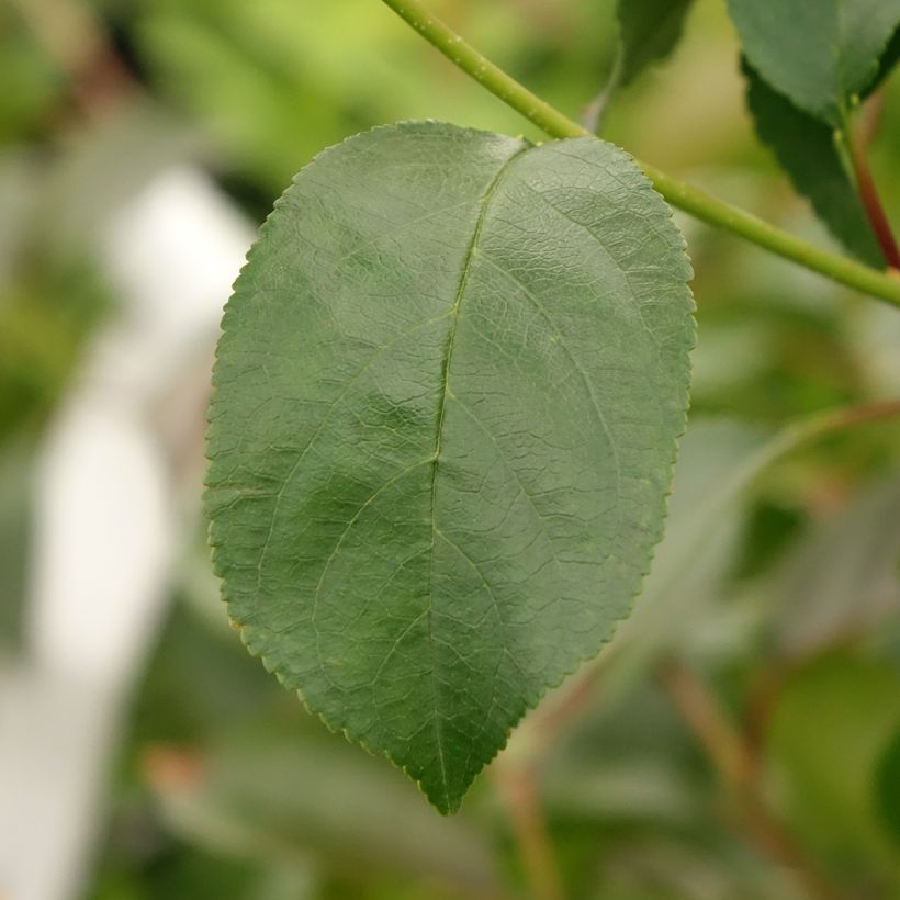 Hapankirsikka Fruitality Cherry Baby (‘Porthos’) (Lehvistö)