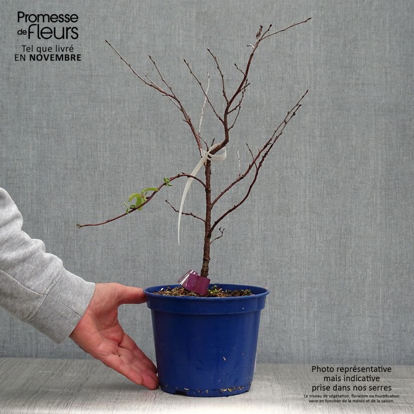 Esimerkki syksyllä toimitetusta Hapankirsikka Fruitality Cherry Baby (‘Porthos’) 2 litran/3 litran ruukku, Mätäs-taimesta