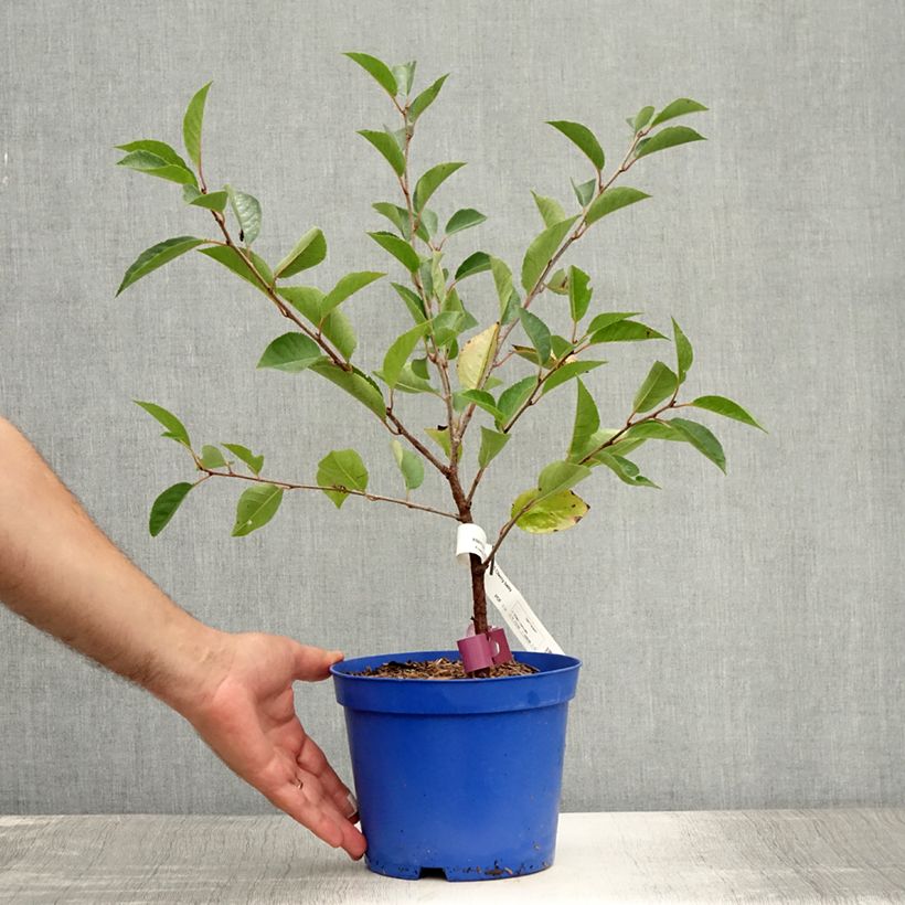 Esimerkki kesällä toimitetusta Hapankirsikka Fruitality Cherry Baby (‘Porthos’) 2 litran/3 litran ruukku, Mätäs-taimesta