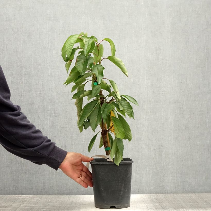 Esimerkki kesällä toimitetusta Cerisier nain Fruit Me Cherry Me Burlat Pot de 4L/5L, Nain-taimesta