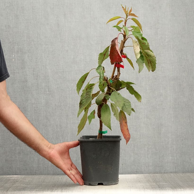 Esimerkki kesällä toimitetusta Cerisier nain Fruit me Cherry Me Lapins Pot de 4L/5L, Nain-taimesta