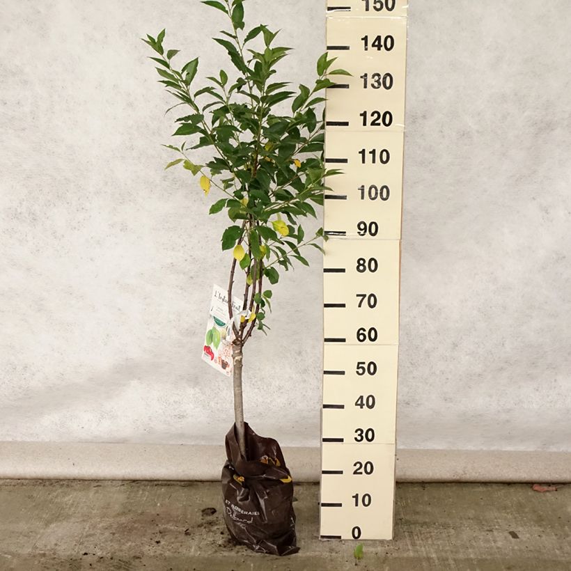 Esimerkki kesällä toimitetusta Cerisier nain Griotella - Georges Delbard Motte Prêt-à-planter 1/4 de tige-taimesta