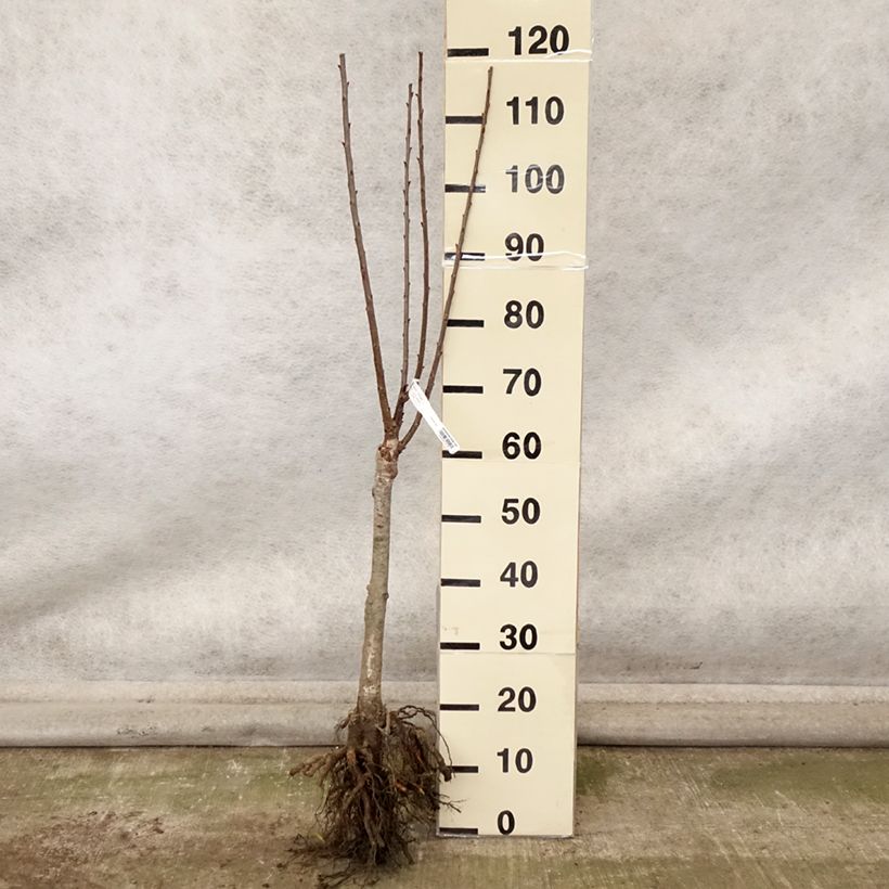Esimerkki syksyllä toimitetusta Cerisier nain Maynard - Prunus cerasus Grandes Racines nues, 1/4 de tige-taimesta