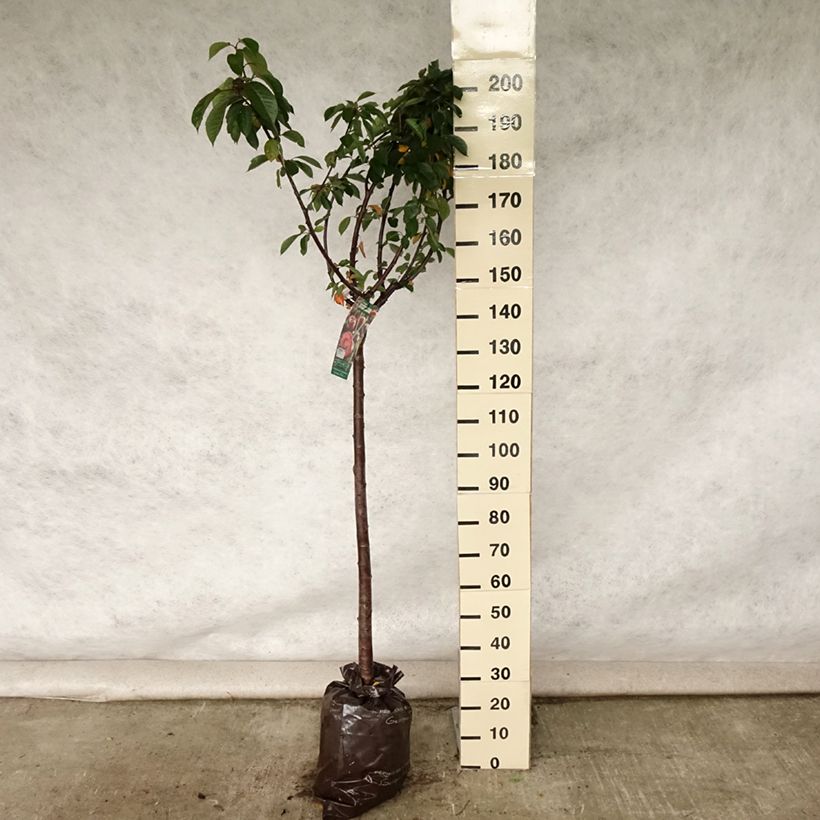 Esimerkki kesällä toimitetusta Hapankirsikka Allégria - Delbard "Istutusvalmis"-paakku, Puolikorkea runko-taimesta