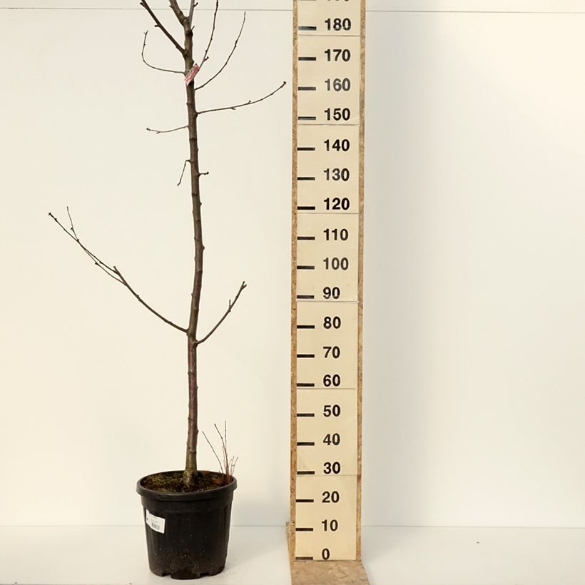 Esimerkki talvella toimitetusta Cerisier Regina - Prunus avium Pot de 20L/25L, Demi-Tige-taimesta