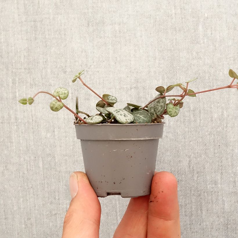 Esimerkki keväällä toimitetusta Herttalyhty - Ceropegia woodii Minikasvi-taimesta