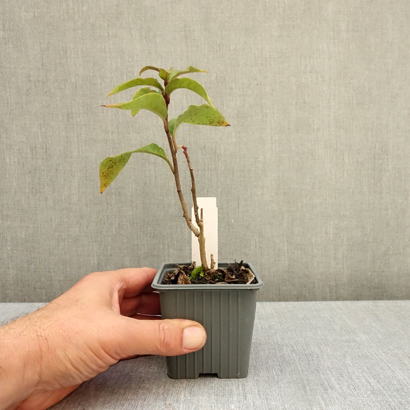 Esimerkki syksyllä toimitetusta Nuijakukka Newellii 8/9 cm taimiruukku-taimesta