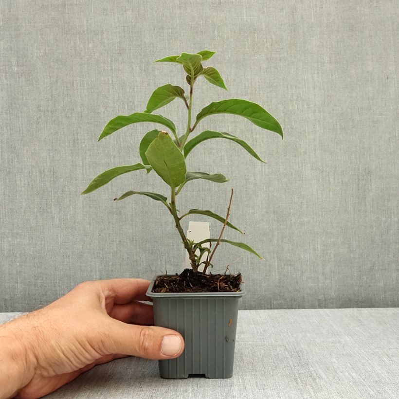 Esimerkki kesällä toimitetusta Nuijakukka Newellii 8/9 cm taimiruukku-taimesta