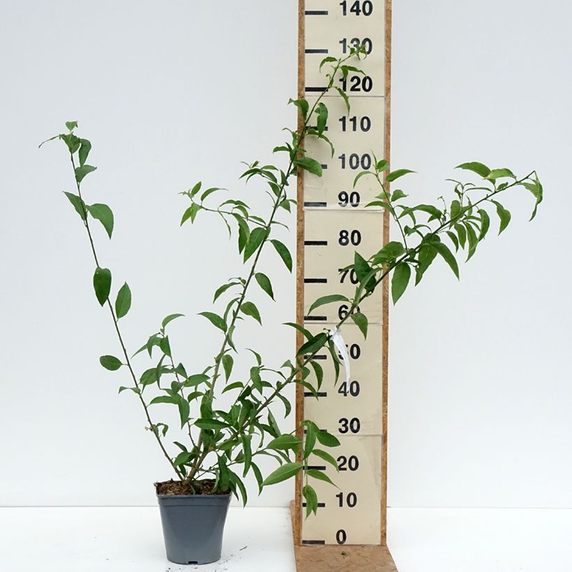 Esimerkki syksyllä toimitetusta Tuoksunuijakukka - Cestrum nocturnum 3 litran/4 litran ruukku-taimesta