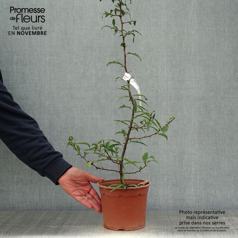 Esimerkki syksyllä toimitetusta Ruusukvitteni - Chaenomeles cathayensis 3 litran/4 litran ruukku-taimesta