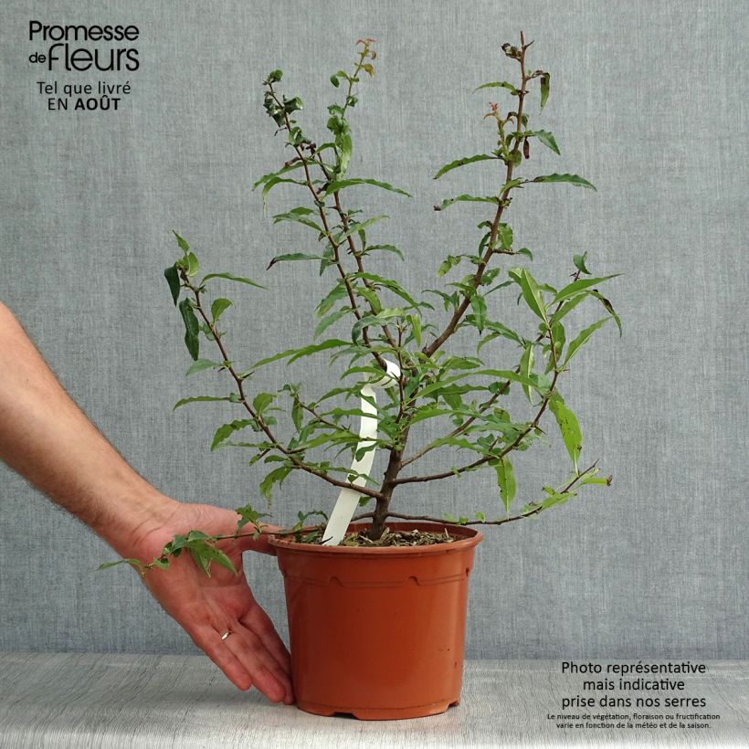 Esimerkki kesällä toimitetusta Ruusukvitteni - Chaenomeles cathayensis Ruukku 3L / 4L-taimesta