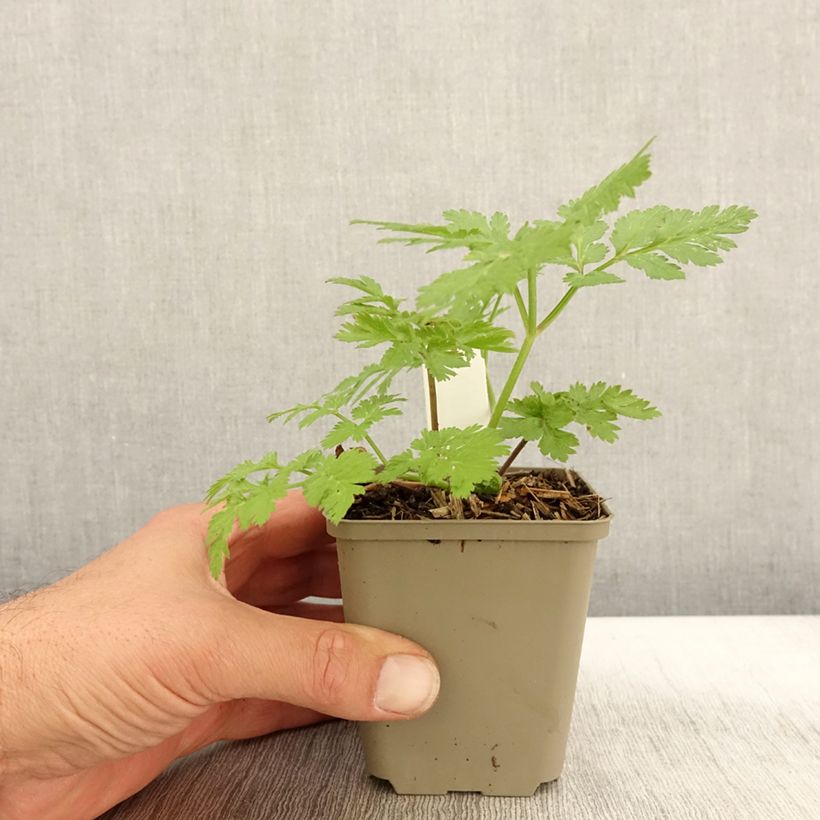 Esimerkki syksyllä toimitetusta Chaerophyllum hirsutum Roseum - Cerfeuil hirsute Godet de 8/9 cm-taimesta