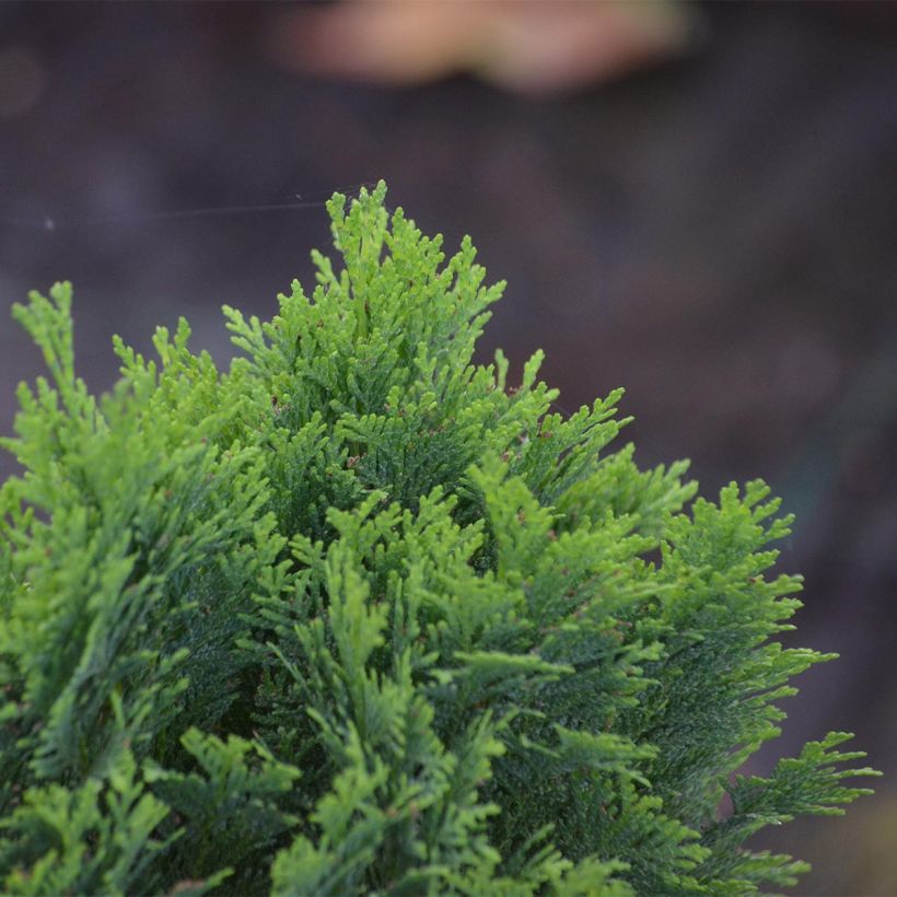 Lawsoninsypressi Minima Glauca (Lehvistö)