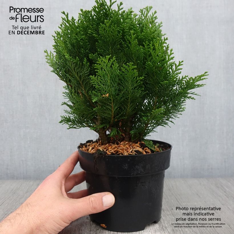 Esimerkki syksyllä toimitetusta Lawsoninsypressi Minima Glauca 2 litran/3 litran ruukku-taimesta