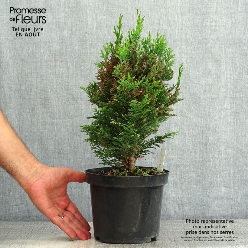 Esimerkki kesällä toimitetusta Lawsoninsypressi Minima Glauca Pot de 2L/3L-taimesta