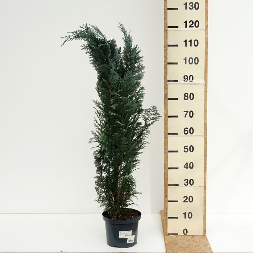 Esimerkki kesällä toimitetusta Lawsoninsypressi Columnaris Ruukku 4L / 5L-taimesta