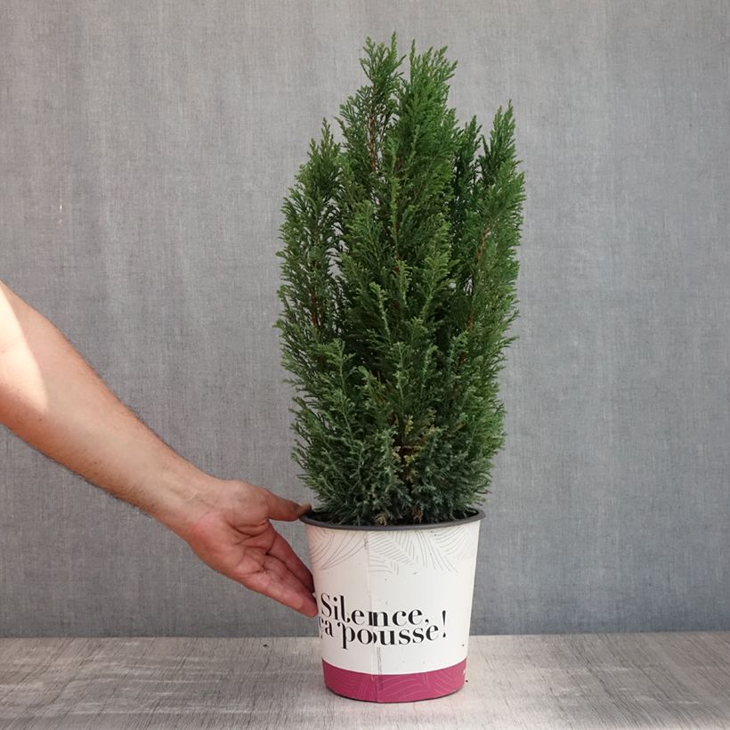 Esimerkki kesällä toimitetusta Lawsoninsypressi Elwoodii Pot de 4L/5L-taimesta