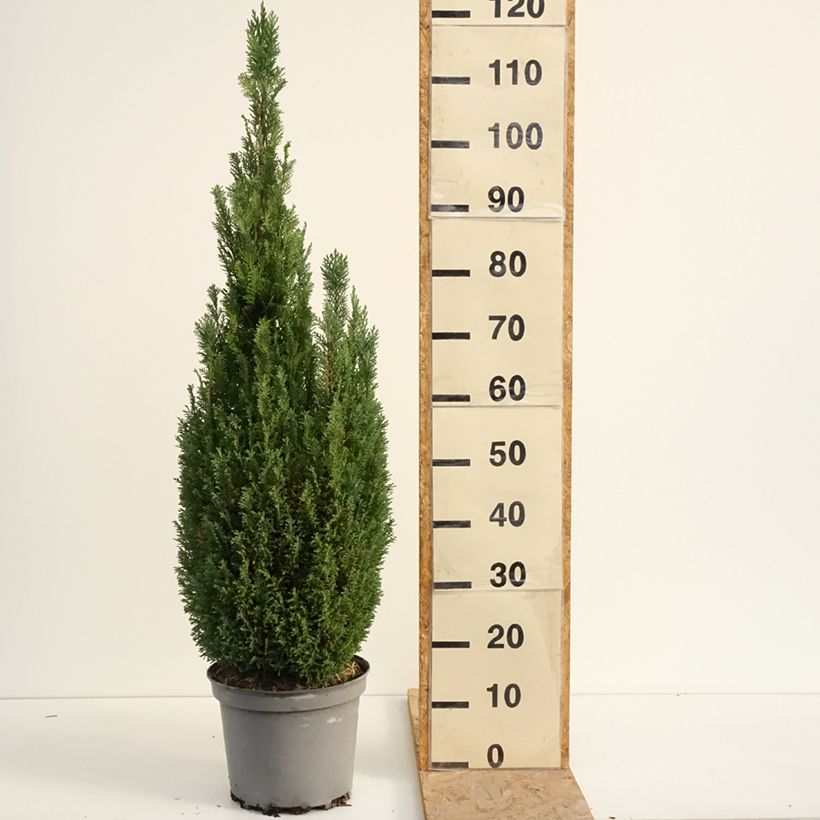 Esimerkki kesällä toimitetusta Lawsoninsypressi Elwoodii Pot de 7,5L/10L-taimesta