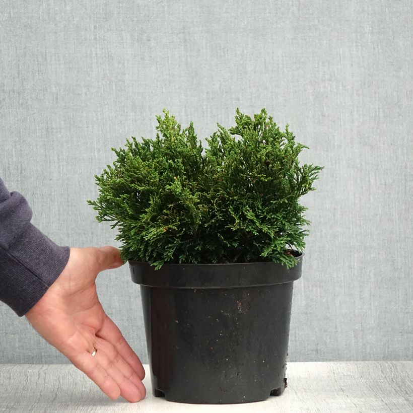 Esimerkki kesällä toimitetusta Lawsoninsypressi Green Globe Pot de 2L/3L-taimesta