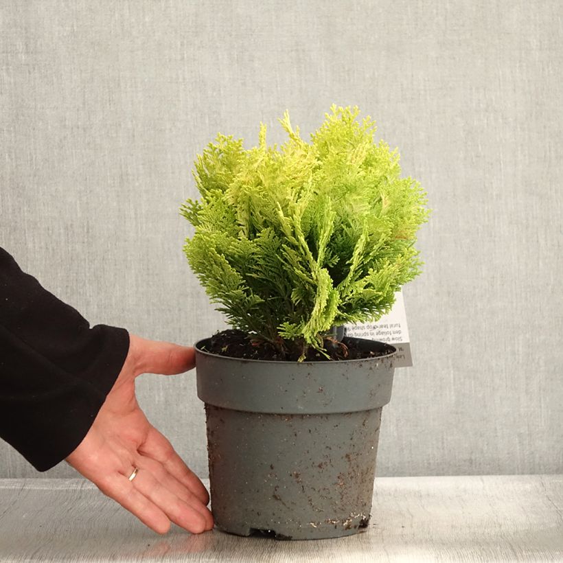 Esimerkki syksyllä toimitetusta Chamaecyparis lawsoniana Minima Aurea - Cyprès de Lawson nain Pot de 2L/3L-taimesta