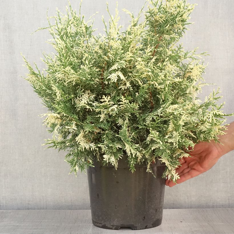 Esimerkki kesällä toimitetusta Lawsoninsypressi Pearly Swirls Ruukku 7,5L / 10L-taimesta
