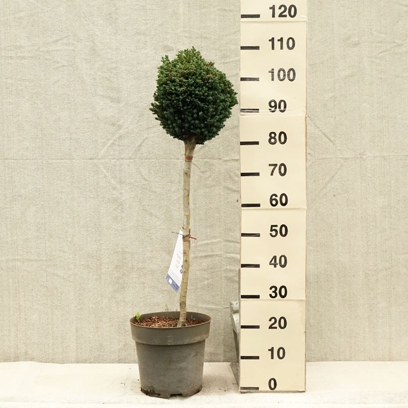 Esimerkki kesällä toimitetusta Chamaecyparis lawsoniana Rimpelaar - Cyprès de Lawson nain Pot de 7,5L/10L, Tige, Tige de 60 cm-taimesta