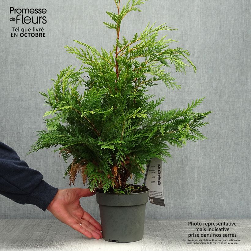 Esimerkki syksyllä toimitetusta Chamaecyparis lawsoniana Sunkist - Cyprès de Lawson nain Pot de 2L/3L-taimesta