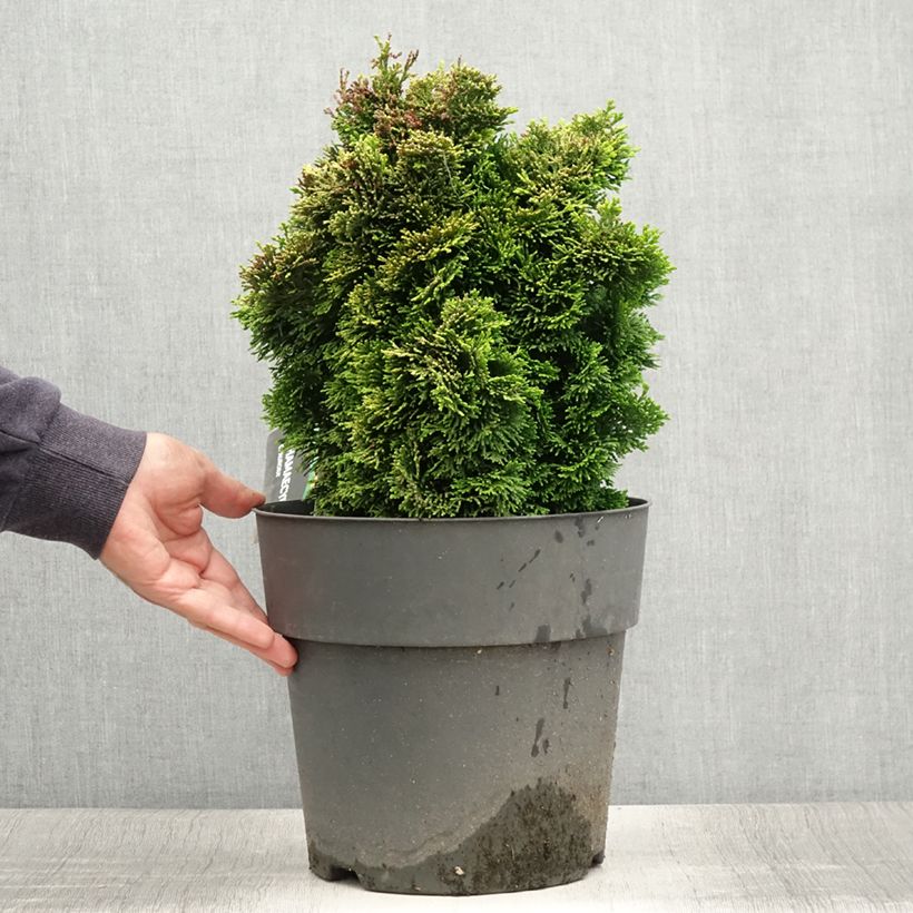 Esimerkki kesällä toimitetusta Temppelikypressi Aurea Pot de 12L/15L, Tige-taimesta