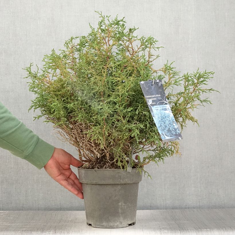 Esimerkki kesällä toimitetusta Chamaecyparis obtusa Lycopodioides - Faux cyprès hinoki du Japon Pot de 4L/5L-taimesta
