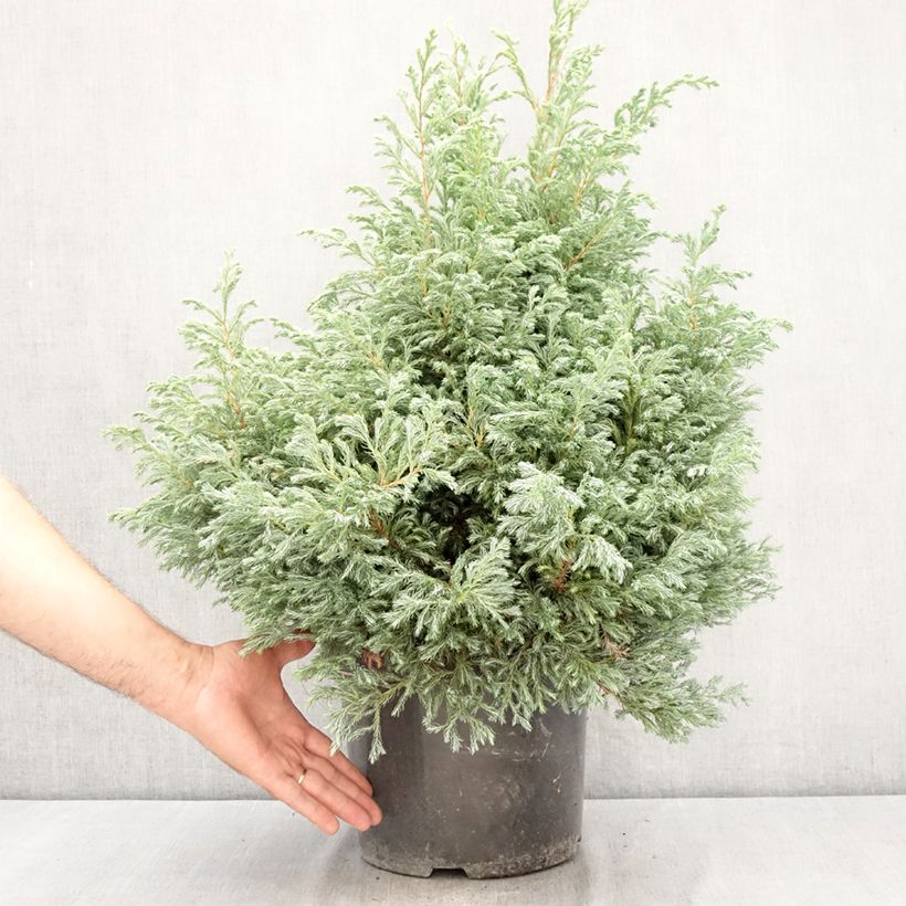 Esimerkki kesällä toimitetusta Hernesypressi Boulevard Pot de 7,5L/10L-taimesta