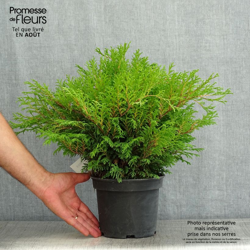 Esimerkki kesällä toimitetusta Hernesypressi Filip's Happy Day Pot de 2L/3L-taimesta
