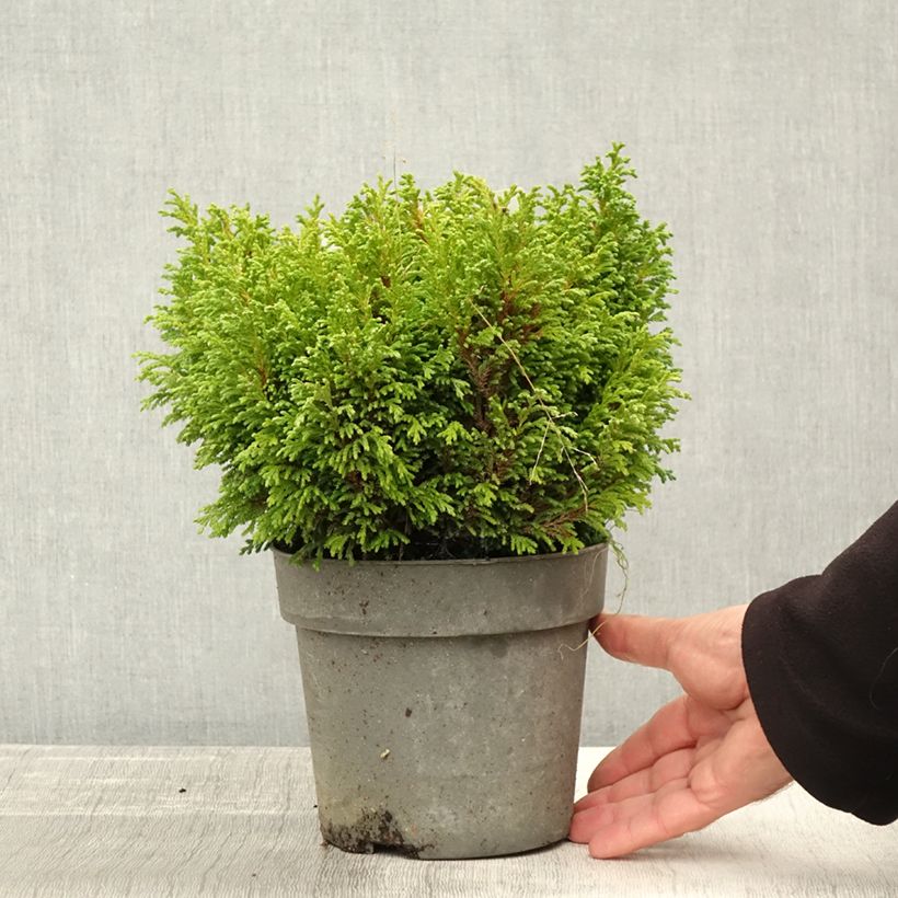Esimerkki syksyllä toimitetusta Hernesypressi Plumosa Compressa 2 litran/3 litran ruukku-taimesta